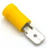 Cosses plates males jaune